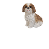 shih tzu maman - chemise