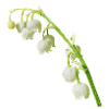 Maiglöckchen Frühling