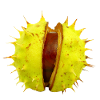 Chestnut