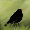 blackbird