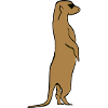 Meerkats