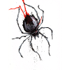 Redback