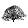Shadow_no logo
