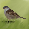 Sparrow