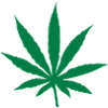 Cannabis