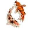 Koi fish