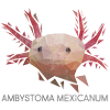 Ambystoma mexicanum (Axolotl)