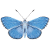 Papillon - bleu