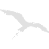 Möwenschiss