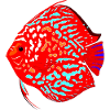 Fisch