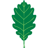 Oak Leaf