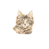 Maine Coon