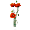 mohnblume