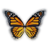 Butterfly spring summer