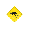 G'Day kangaroo