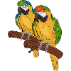 perroquets
