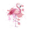 Flamingo bird