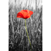 MAK-Mohnblume-Blumen-Plakat