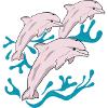 Three dolphins