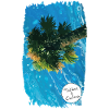 Palmorama