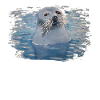 Seal Seal