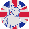 Miniatur Bullterrier UK 3c