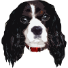 cavalierkingcharlesspaniel_face005