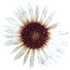 Silver Thistle