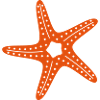 Seestern / See-stern