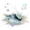 Dolphin shirt and accessories