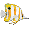 chelmon rostratus