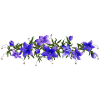 campanule