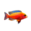 Fisch bunt