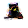 racoon