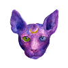 Sphynx cat