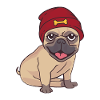 Hipster Mop Chien