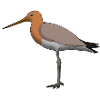 Uferschnepfe