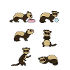 Ferret gift