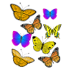 Butterflies - butterfly - Shirt