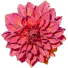 Great Dahlia