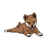 Shiba Inu, dog, puppy