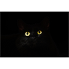 cat's-eye