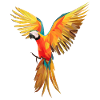 Papegaaienveren ara's vogel vogels vleugels papegaai vogel