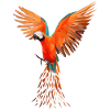 parrot