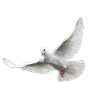 Wise dove