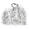 Alpine Groundhog Drawing