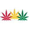 Marijuana