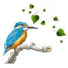 Eisvogel