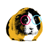 Guinea pig