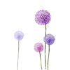 flowercontest